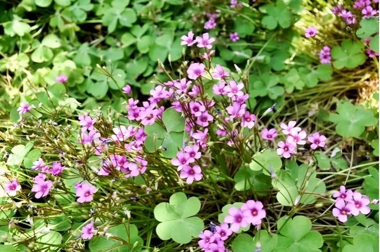 1749430205175072.jpg 17.jpg